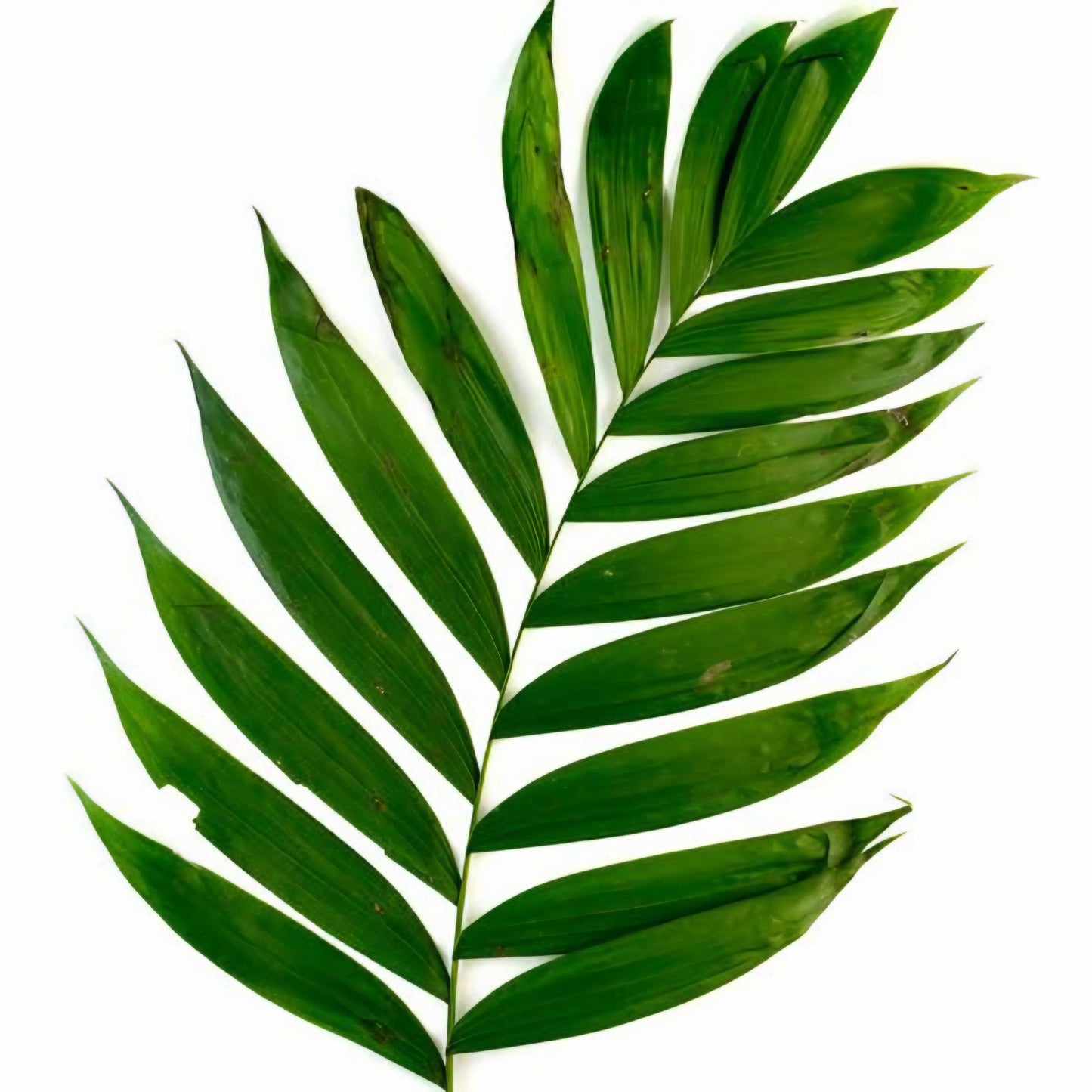 Palma
