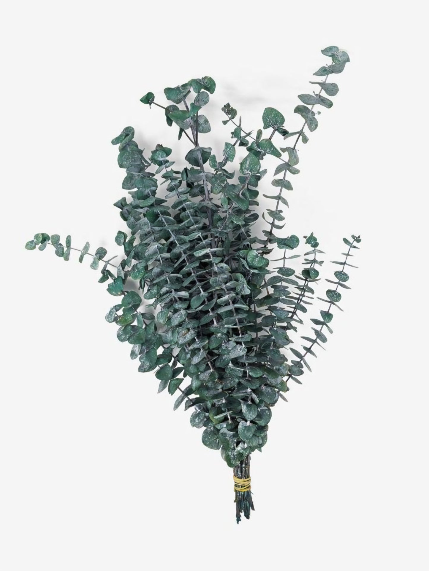 Mini Dolar (Bonche)