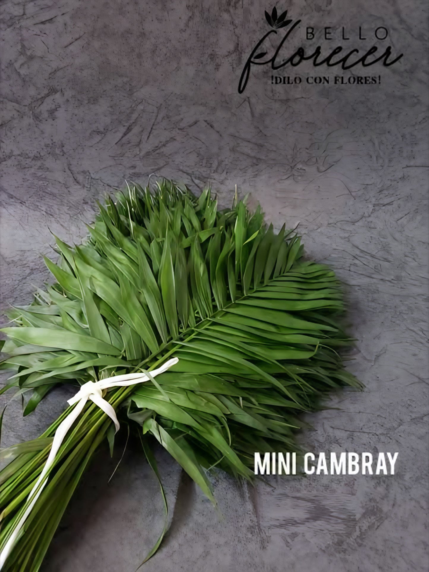 Cambray