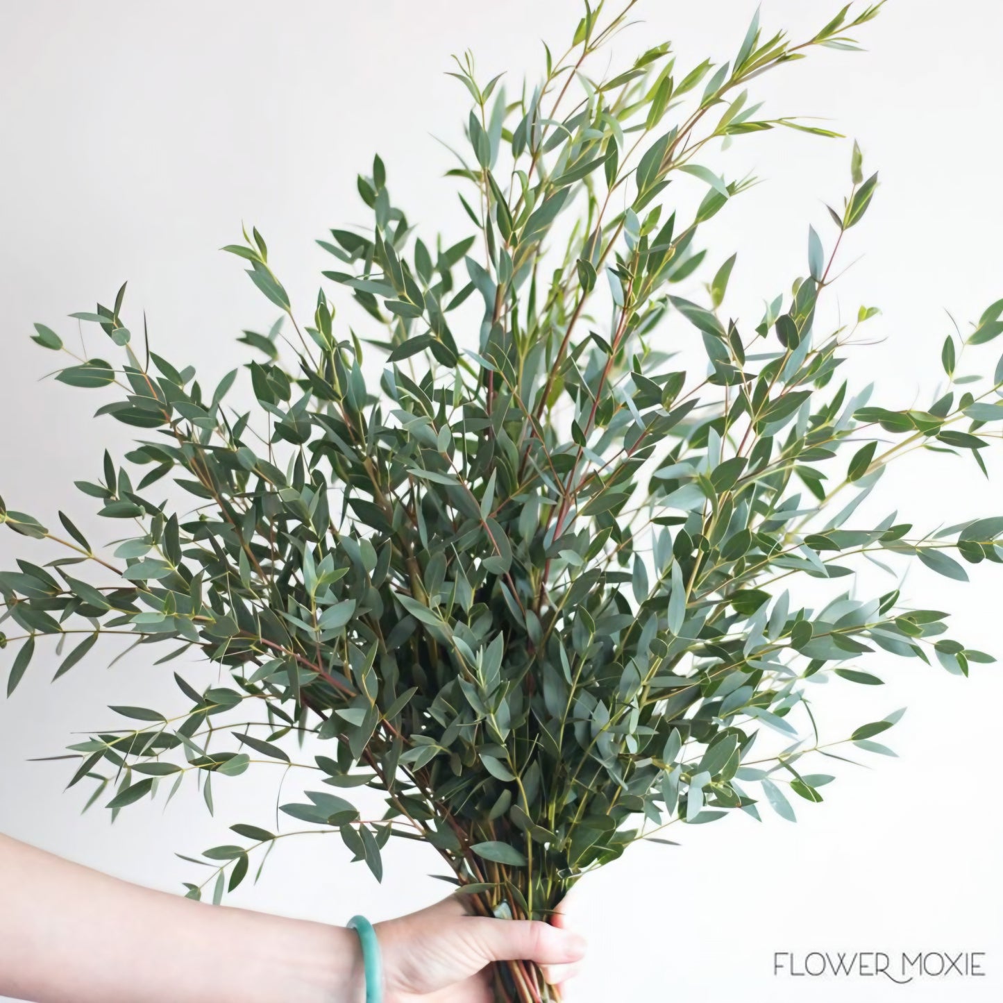 Parvifolia (Bonche)