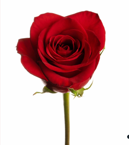Rosa individual