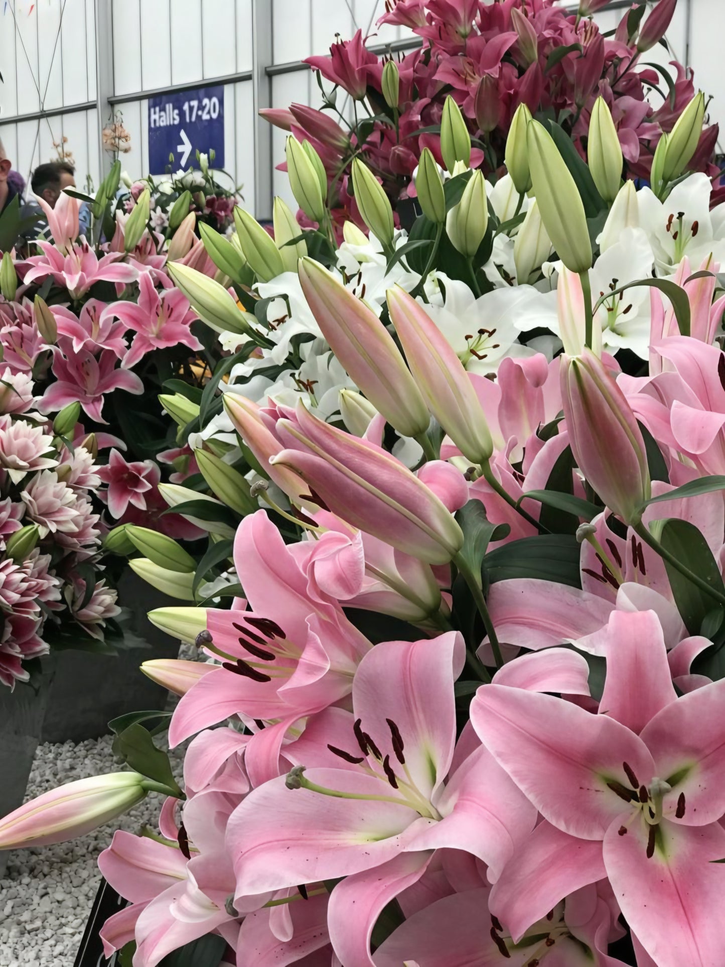 Lily / lirio