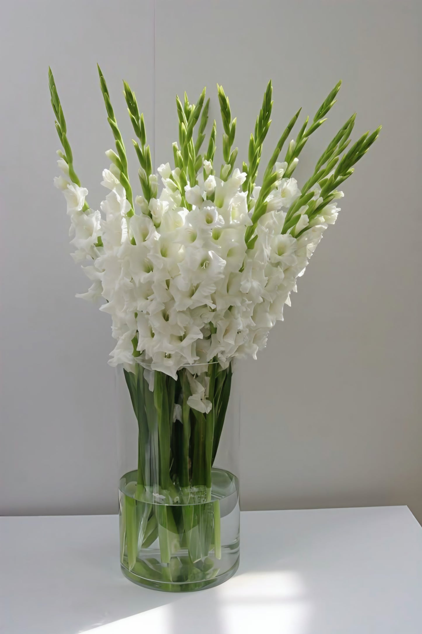 Gladiola