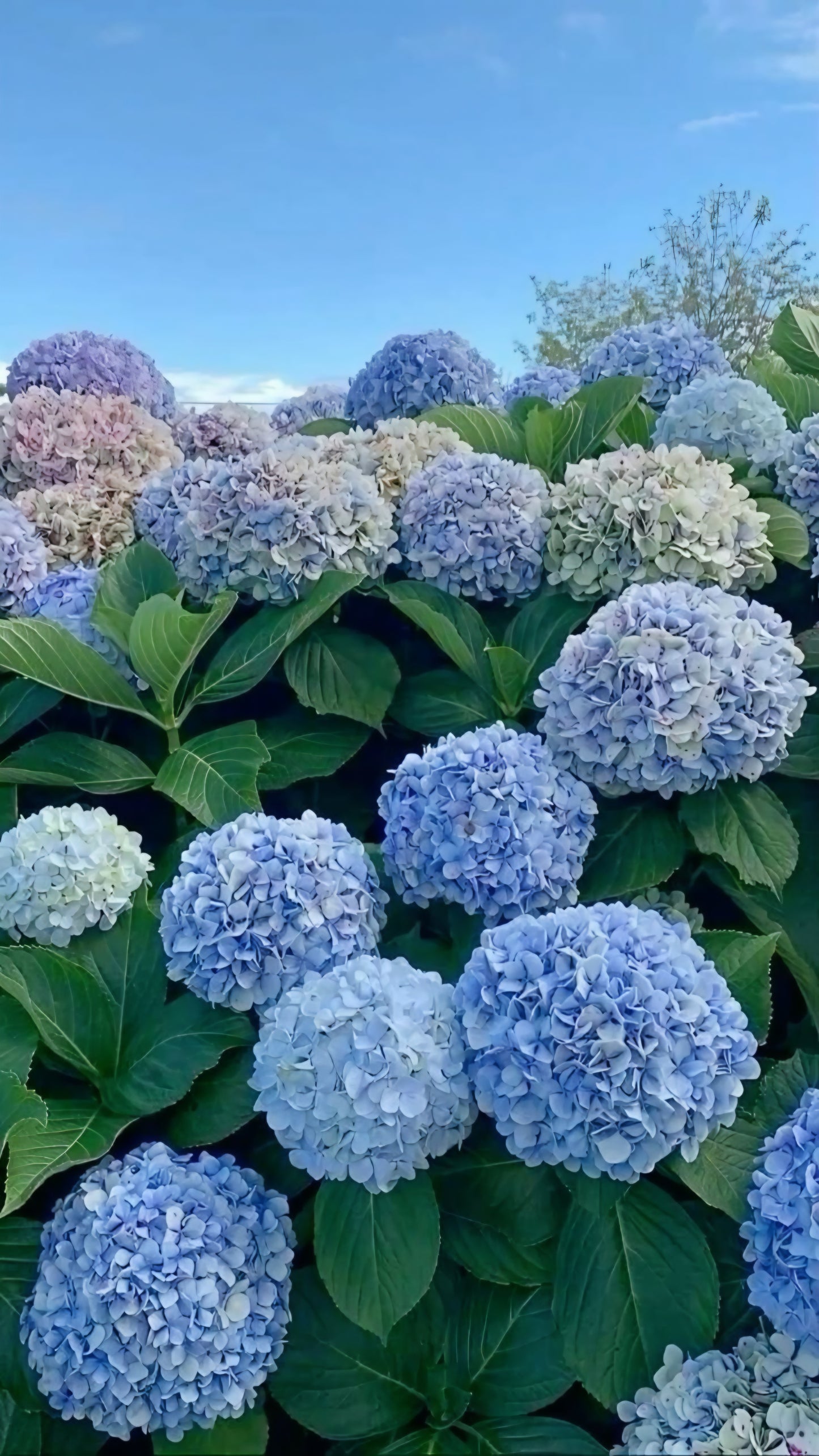 Hortencia de color