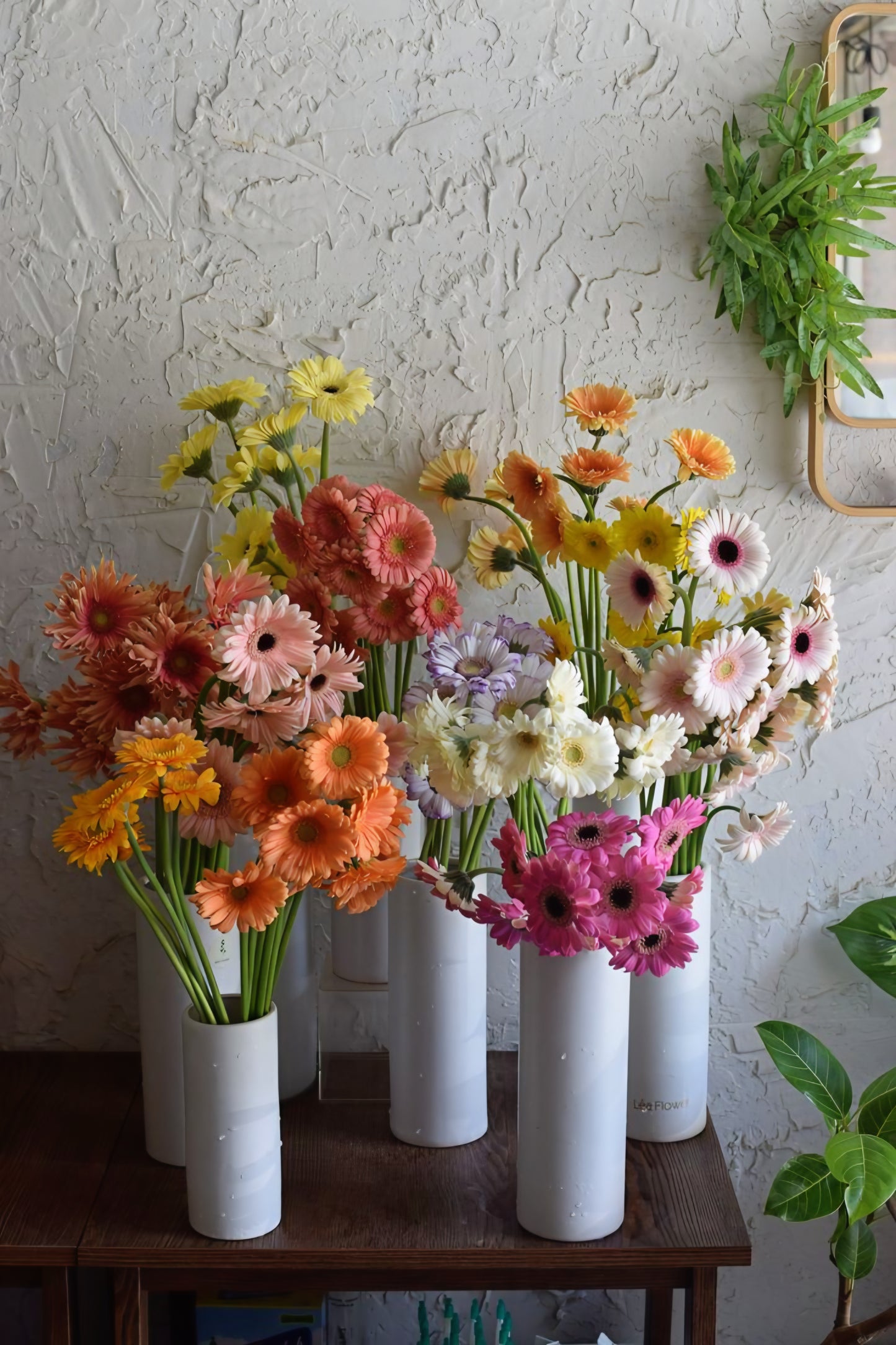 Gerbera