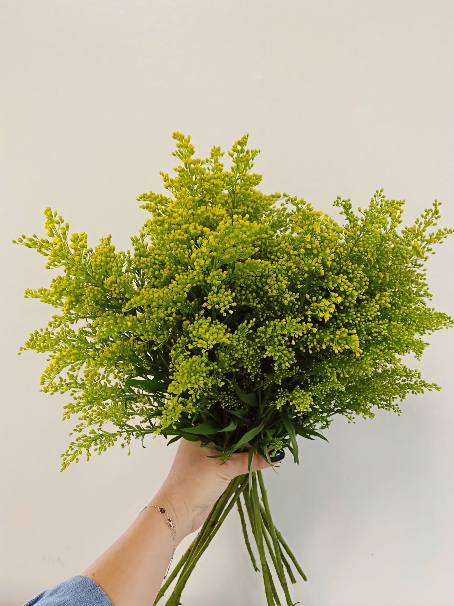 Solidago