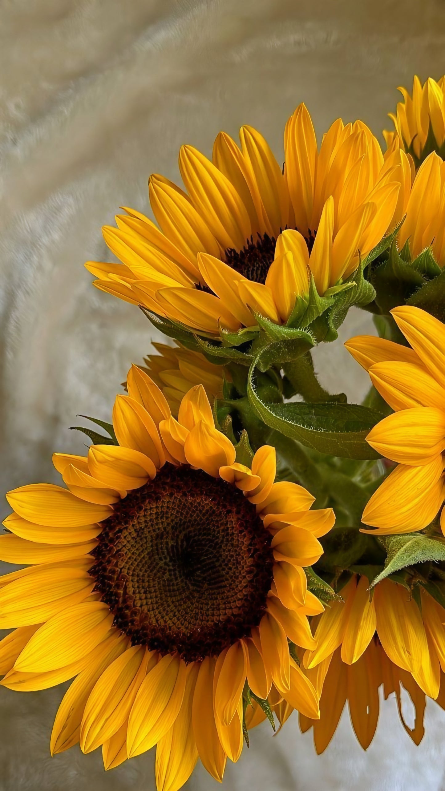 Girasol