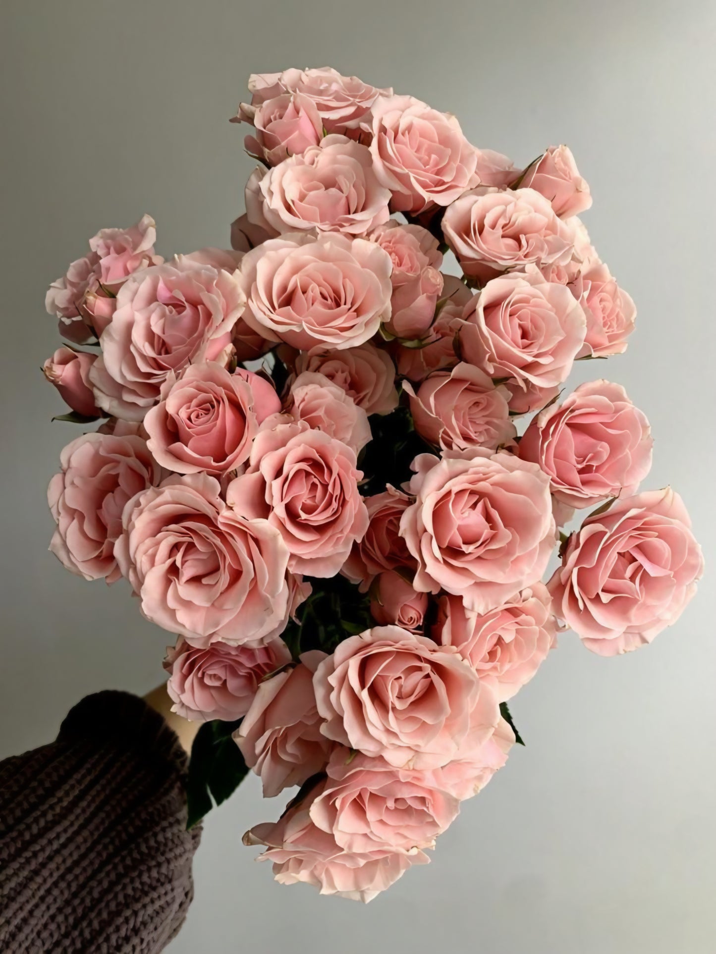 Mini Rosa