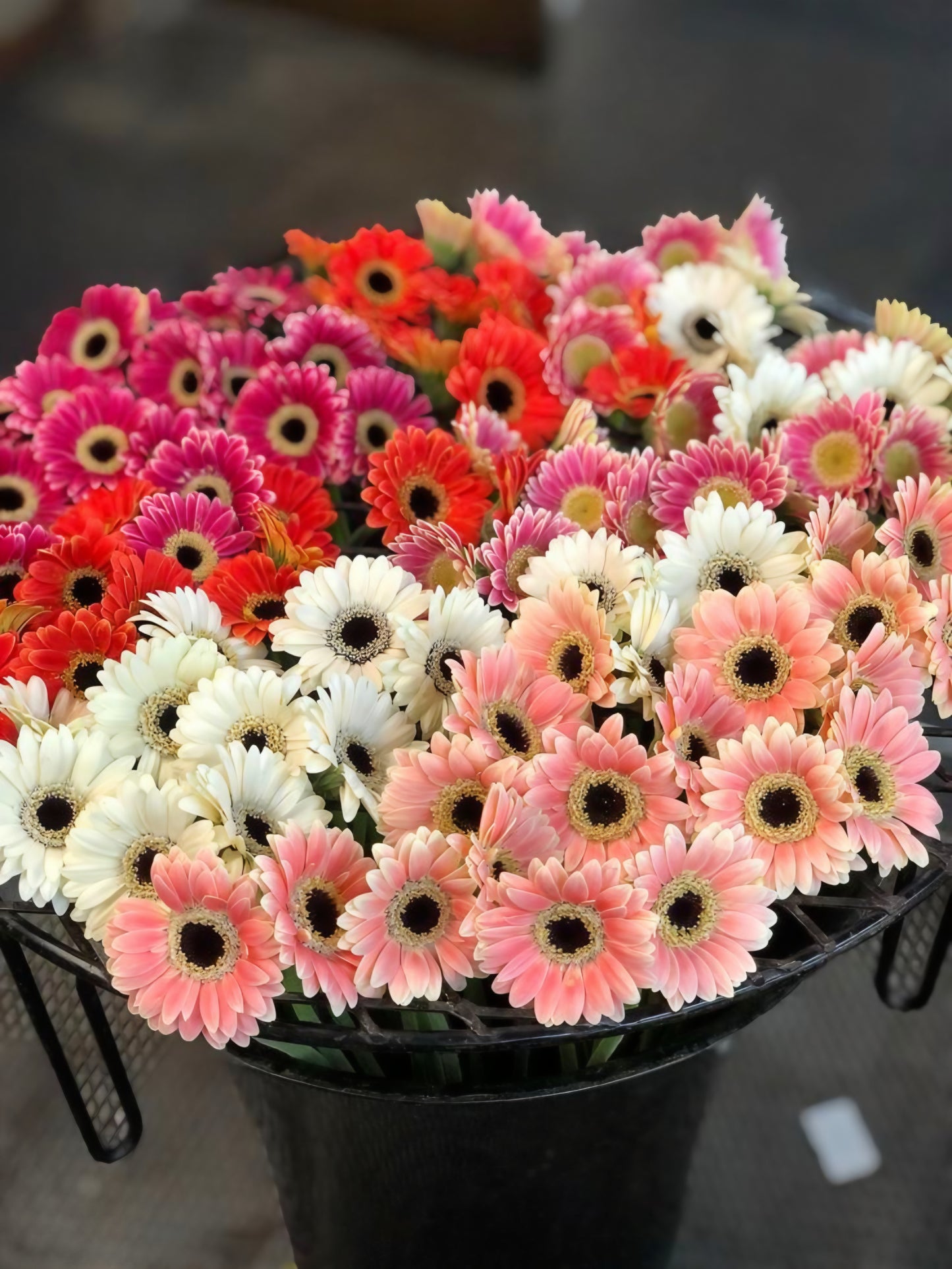 Mini Gerbera